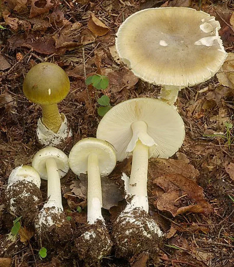 65-годишен мъж в критично състояние след отравяне с гъби