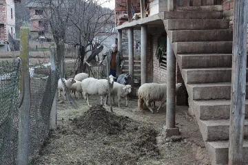 Харманли с подписка заради смрад от трупове на „синия език“