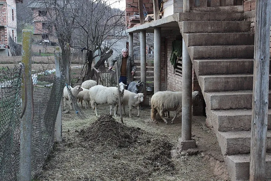 Харманли с подписка заради смрад от трупове на „синия език“