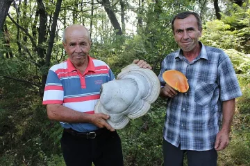 Пенсионер от Горно Прахово намери гъба гигант  