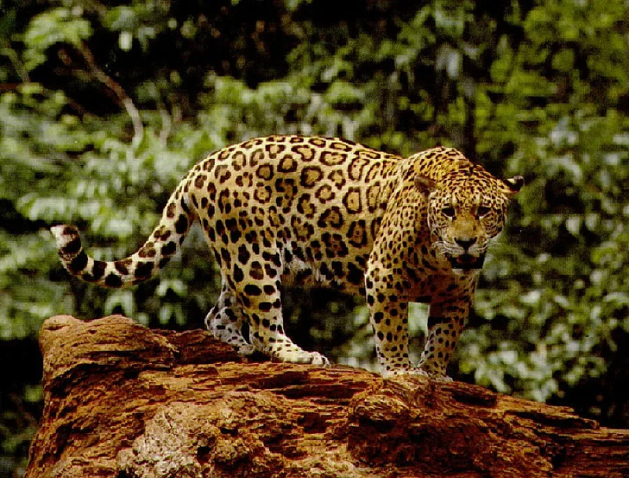 Взимат нови пушки със стрелички заради ягуара