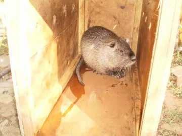 Заловиха нутрия-беглец в градски басейн