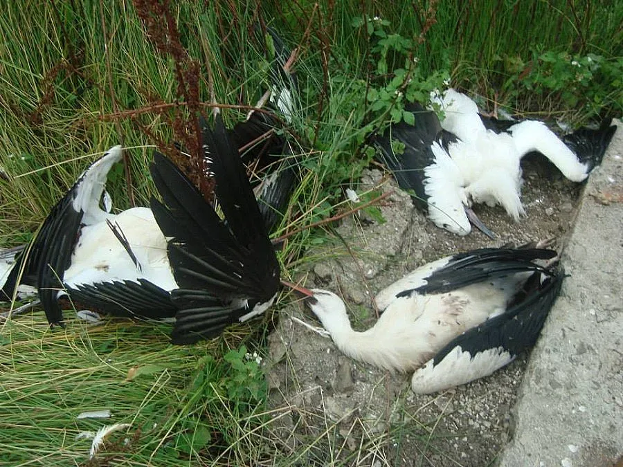 Мигриращи щъркели загинаха на далекопровод