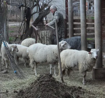 Над 80 смъртни случаи на животни заради „Син език“ в Смолянско