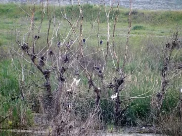 Единствената в Европа колония от чапли привлича туристи от цял свят