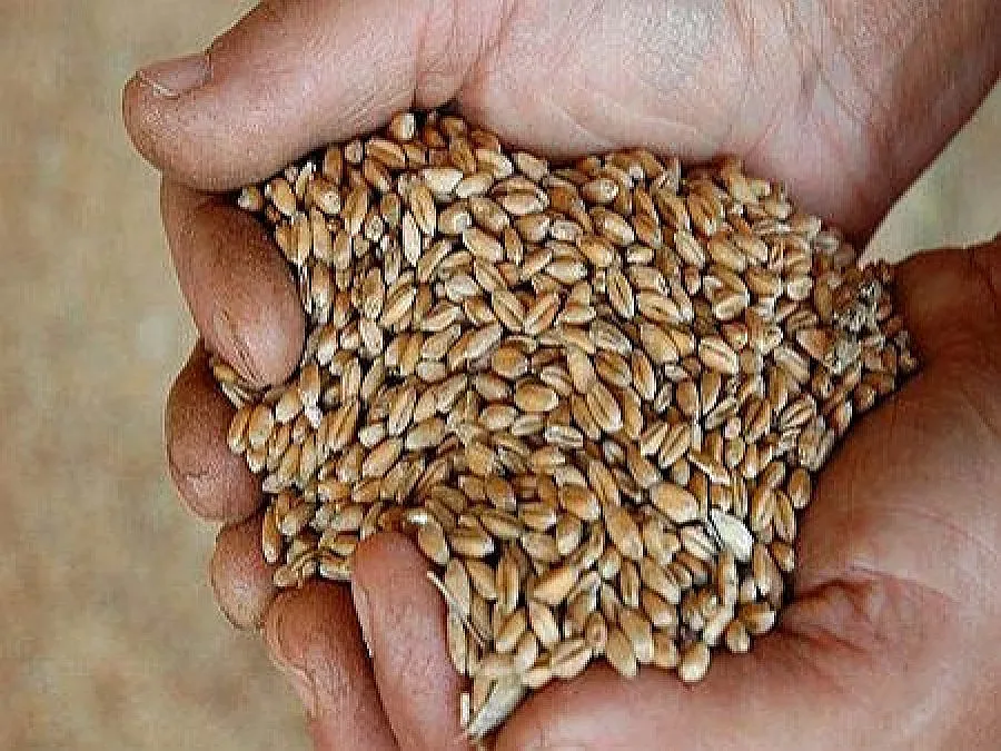 Въпреки тежката жътва стопаните прибраха повече зърно