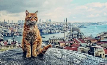 Защо котките са на особена почит в Истанбул?