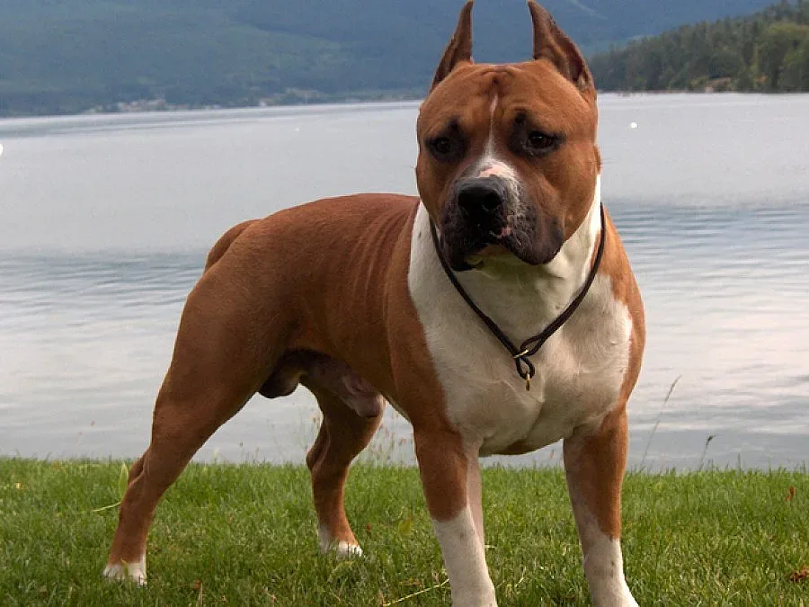 Питбул нахапа 34-годишен в Русе