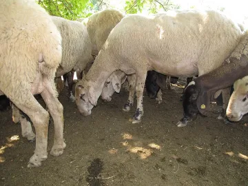 Засилват мерките срещу син език в Добричко