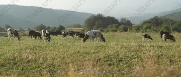 Ново огнище на „син“ език в Старозагорско