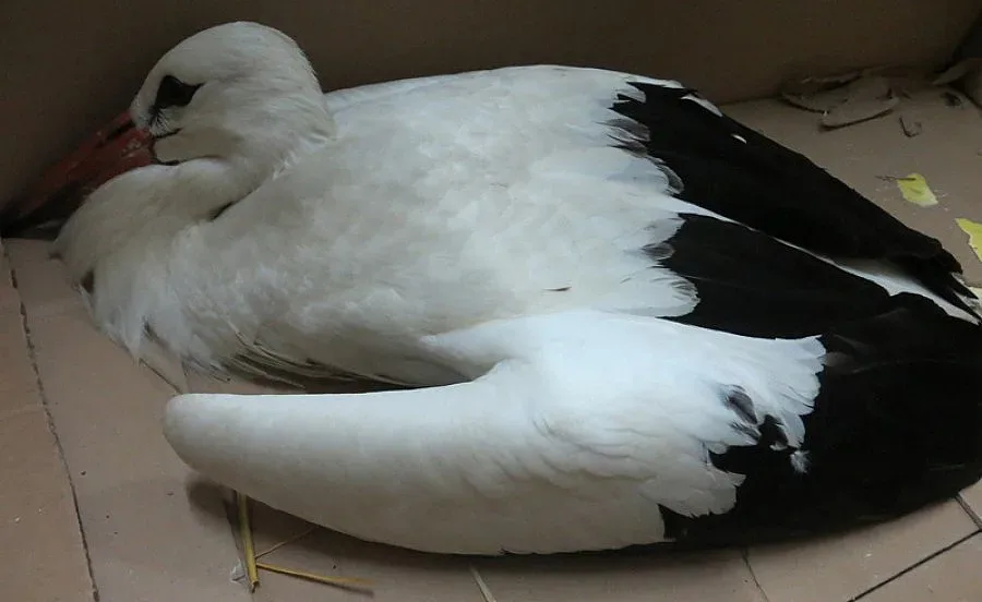 Спасиха ранен щъркел в Смолянско