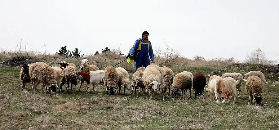 "Син език" изгълта парите на фермерите