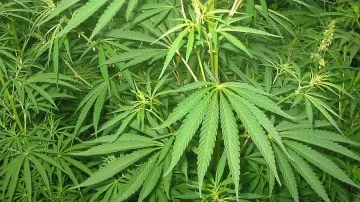 Откриха градина с канабис