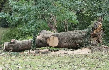 Полицаи заловиха фирма да извършва незаконна сеч
