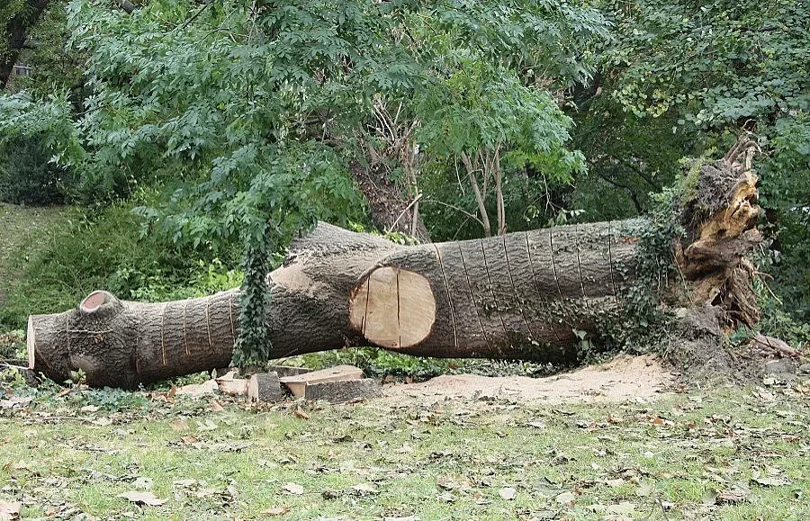 Полицаи заловиха фирма да извършва незаконна сеч