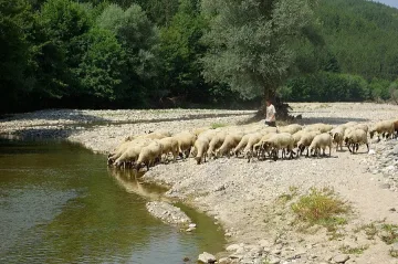 Третират обори и торища в Кърджалийско заради „синия език"