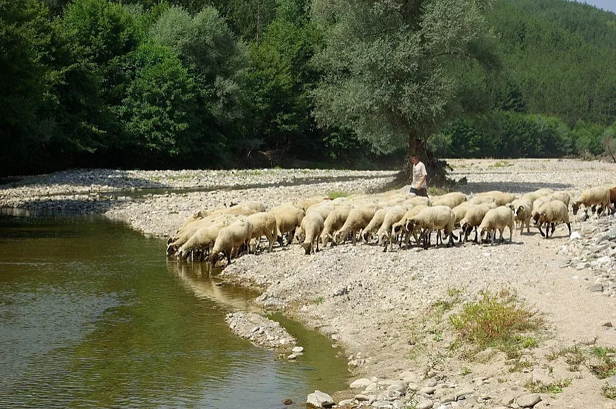 Третират обори и торища в Кърджалийско заради „синия език"