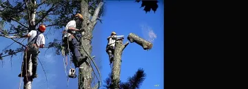 Режат опасни дървета в Сатовча заради бурите