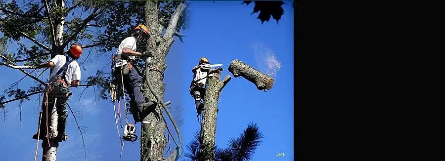 Режат опасни дървета в Сатовча заради бурите