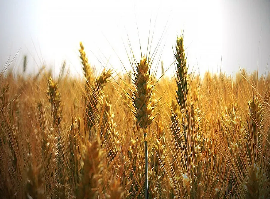 Община Благоевград: Не палете огън до житата