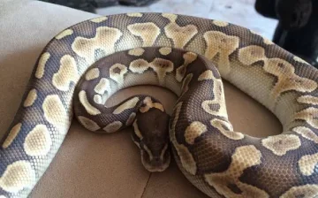 Сесил Каратанчева си взе змия