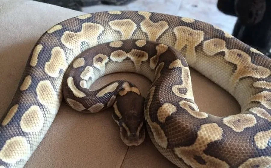 Сесил Каратанчева си взе змия