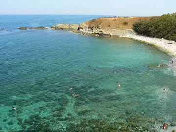 Откриха мъртъв делфин на плаж край Созопол