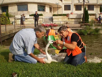 Спасиха лебед от въдичарска корда