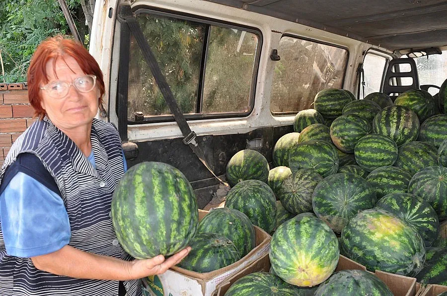 Залезът на динята