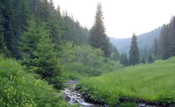 Горско стопанство с нов директор
