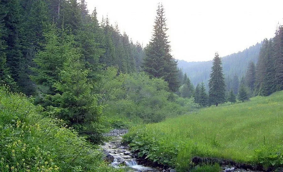 Горско стопанство с нов директор