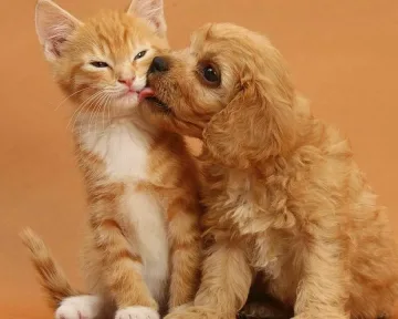 Старейшините в Ст. Загора редуцират домашните любимци до 2 на семейство