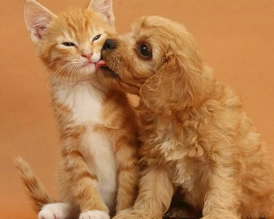 Старейшините в Ст. Загора редуцират домашните любимци до 2 на семейство