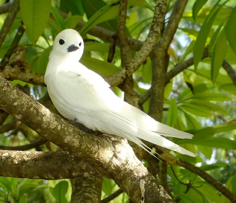 Бяла лястовица долетя в Болярово