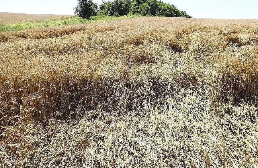 Румъния ще изнася българското жито