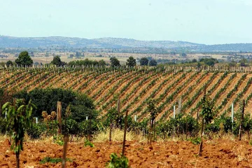 Разписват договори за 28 млн. лв. за лозя
