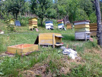 Гладна мечка нападна пчелин