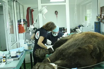 Лекуват мечка от Белица в частна клиника в София