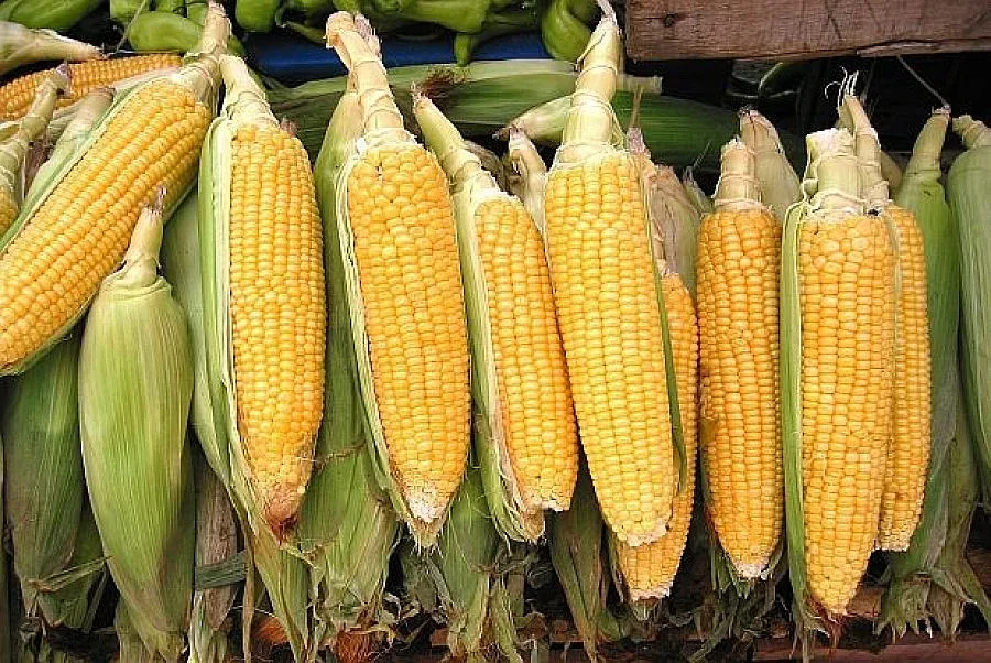 Чакаме отлични царевица и слънчоглед