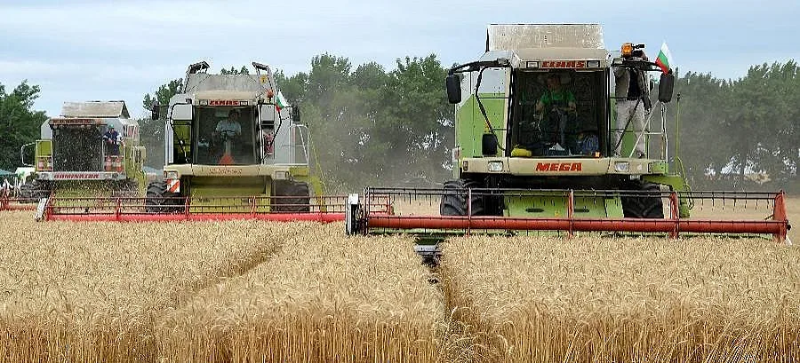 Пшеницата поевтиня със 17% за година