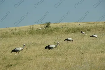 Щъркели си вдигнаха нов дом 
