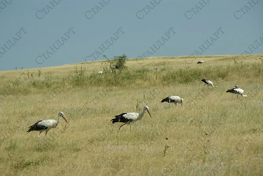 Щъркели си вдигнаха нов дом 