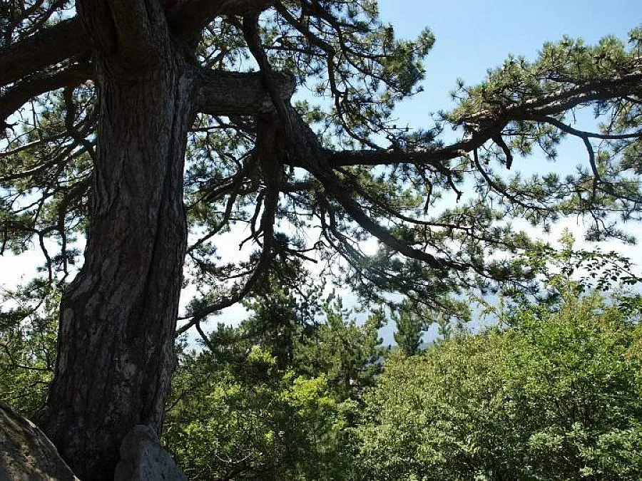 Стотици на събор под магнетичен бор