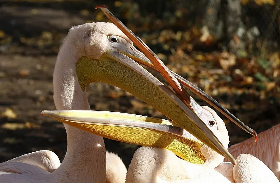 Показват пеликаните от Сребърна на 3D