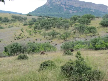 Зубрите вече са атракция за местните хора и туристите в Източните Родопи