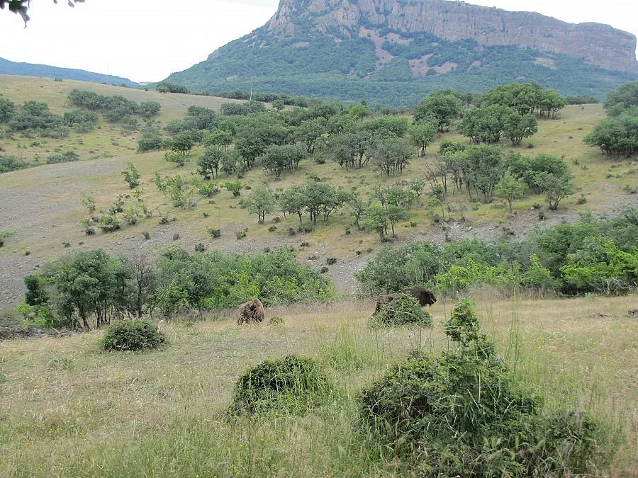 Зубрите вече са атракция за местните хора и туристите в Източните Родопи