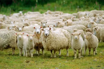 Забраняват пашата по тъмно