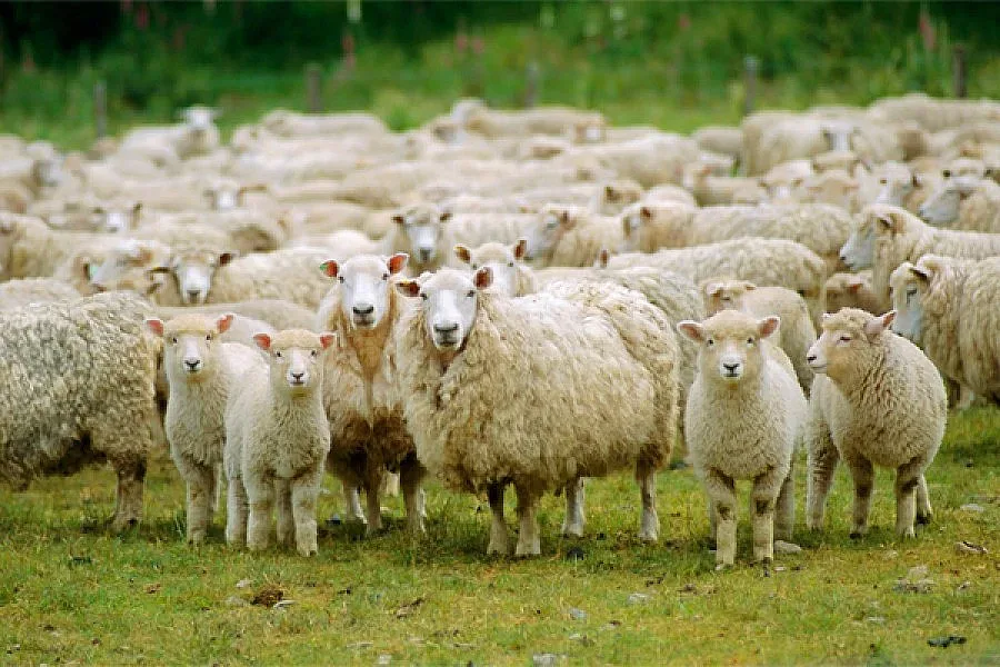 Забраняват пашата по тъмно