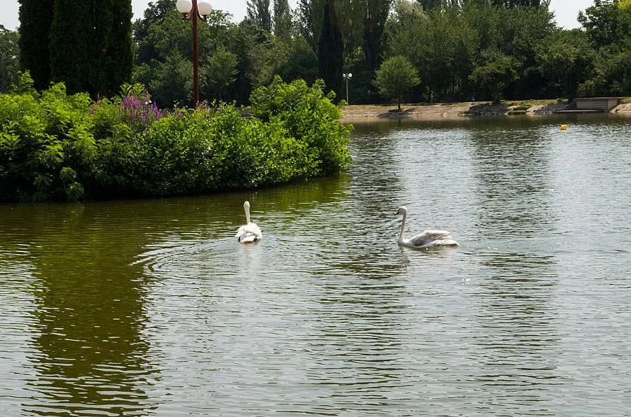 Бели лебеди плуват в езеро „Загорка”