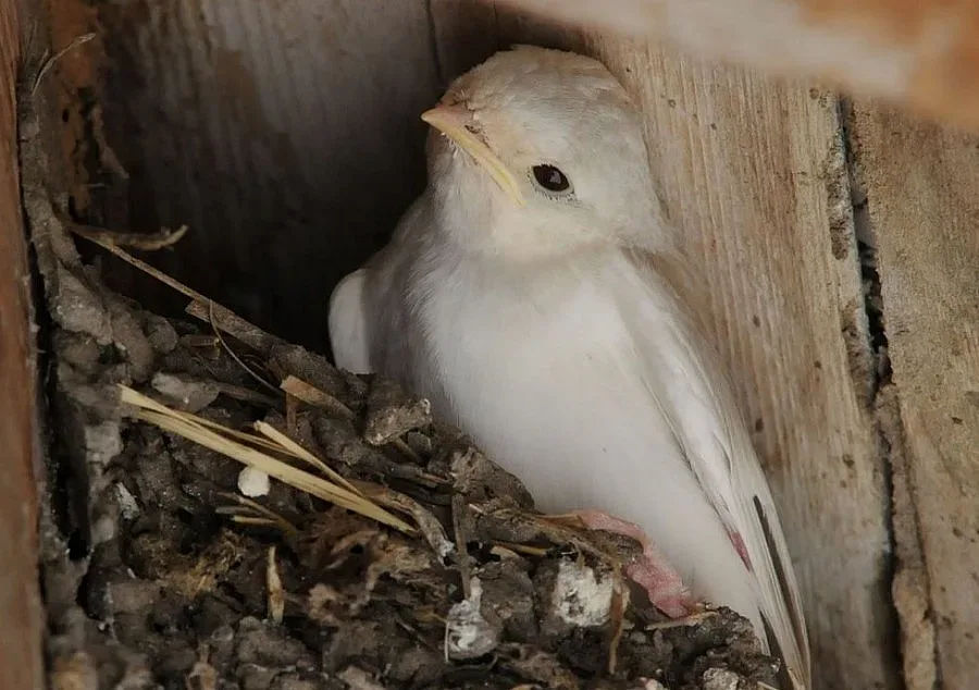 Бяла лястовица радва жителите на село Крайново